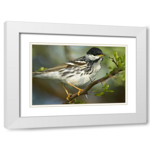 TX, Blackpoll warbler in breeding plumage White Modern Wood Framed Art Print with Double Matting by Welling, Dave