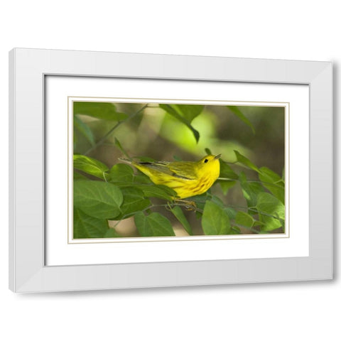 TX, South Padre Island Yellow warbler in shrubs White Modern Wood Framed Art Print with Double Matting by Welling, Dave