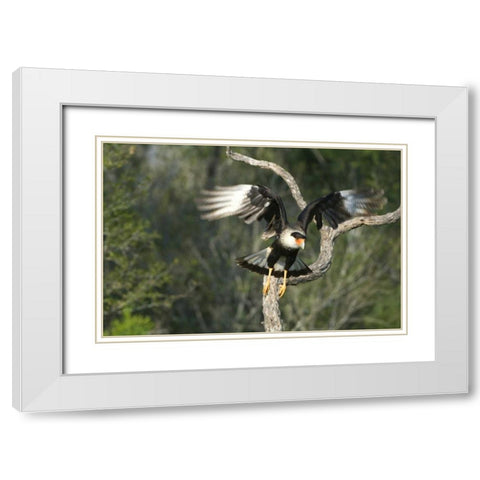 TX, Starr Co, Crested caracara taking flight White Modern Wood Framed Art Print with Double Matting by Welling, Dave