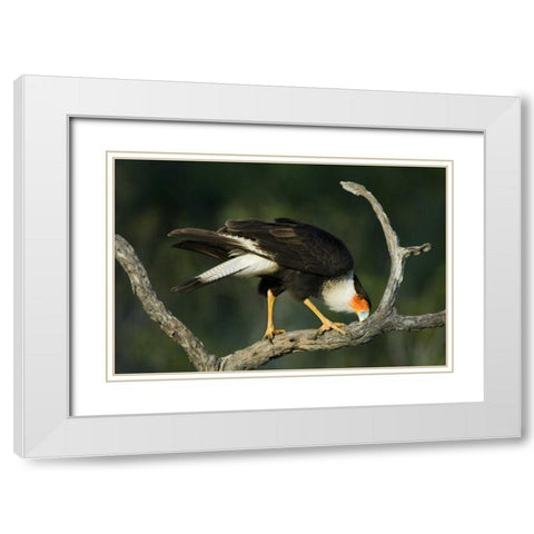 TX, Starr Co, Crested caracara cleaning its bill White Modern Wood Framed Art Print with Double Matting by Welling, Dave