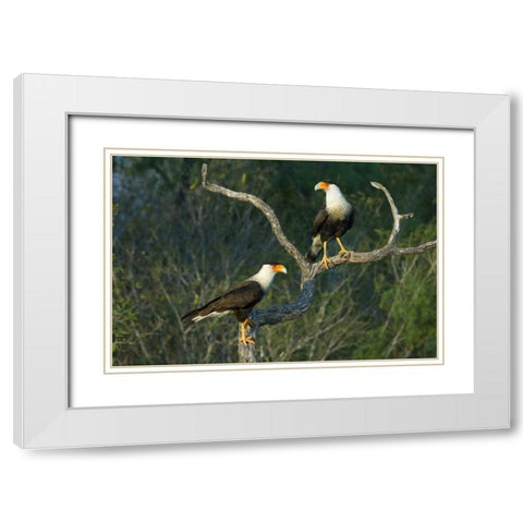 TX, Starr Co, Crested caracara pair on dead snag White Modern Wood Framed Art Print with Double Matting by Welling, Dave