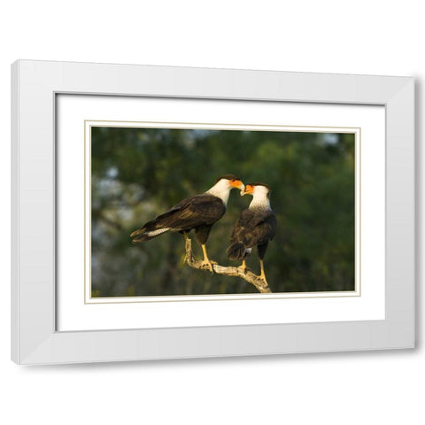 TX, Starr Co, Crested caracara pair on dead snag White Modern Wood Framed Art Print with Double Matting by Welling, Dave