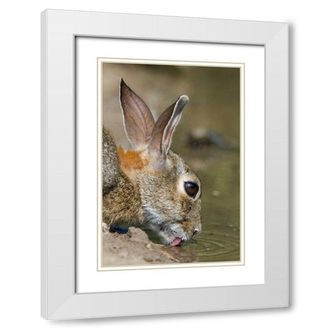 TX, Starr Co, Desert cottontail rabbit drinking White Modern Wood Framed Art Print with Double Matting by Welling, Dave