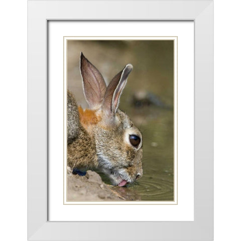 TX, Starr Co, Desert cottontail rabbit drinking White Modern Wood Framed Art Print with Double Matting by Welling, Dave