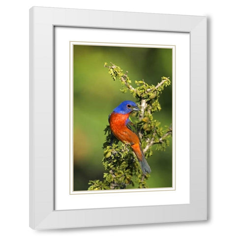 Texas, Tilden Painted bunting perched in tree White Modern Wood Framed Art Print with Double Matting by Welling, Dave
