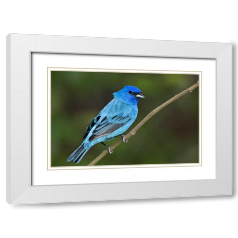 TX, South Padre Island Indigo bunting male White Modern Wood Framed Art Print with Double Matting by Welling, Dave