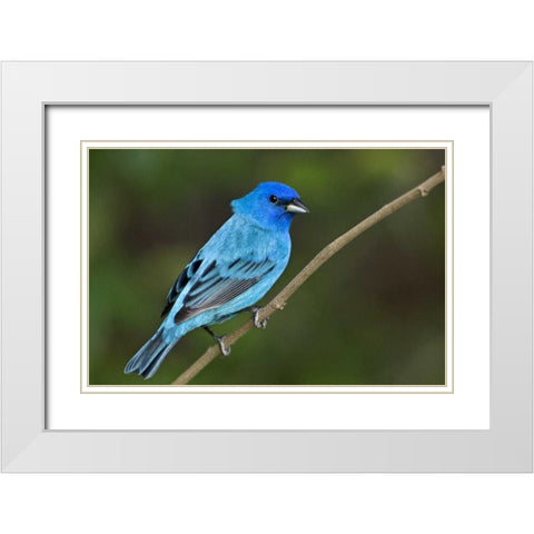 TX, South Padre Island Indigo bunting male White Modern Wood Framed Art Print with Double Matting by Welling, Dave