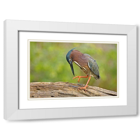 Texas, McAllen Green heron studying its feet White Modern Wood Framed Art Print with Double Matting by Welling, Dave