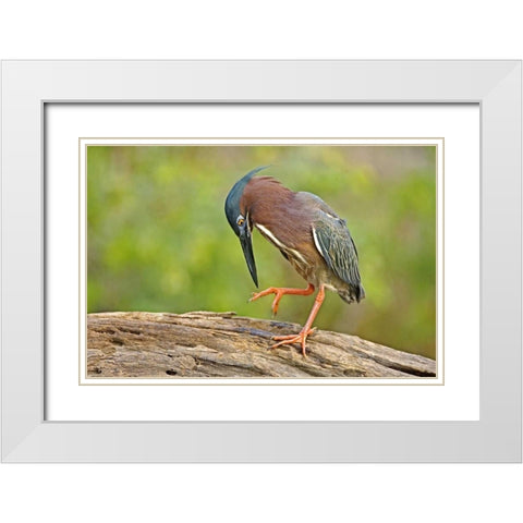 Texas, McAllen Green heron studying its feet White Modern Wood Framed Art Print with Double Matting by Welling, Dave