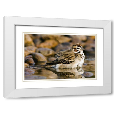 TX, McAllen Lark sparrow bathing in small pond White Modern Wood Framed Art Print with Double Matting by Welling, Dave