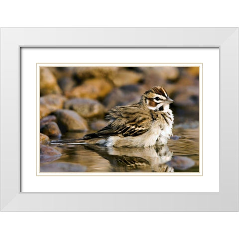 TX, McAllen Lark sparrow bathing in small pond White Modern Wood Framed Art Print with Double Matting by Welling, Dave