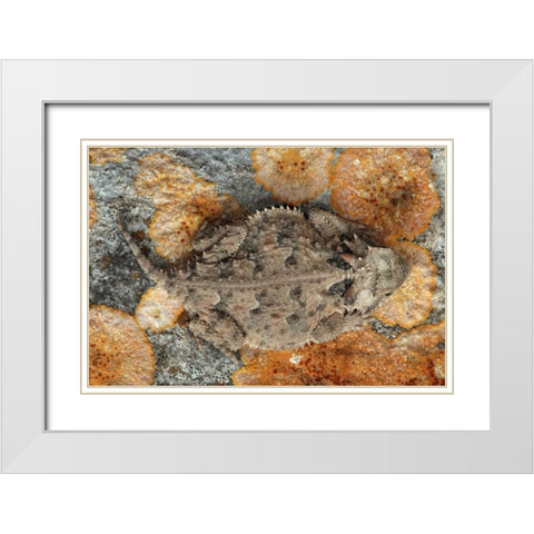 USA, Texas, Kimble County Texas horned lizard White Modern Wood Framed Art Print with Double Matting by Illg, Cathy and Gordon