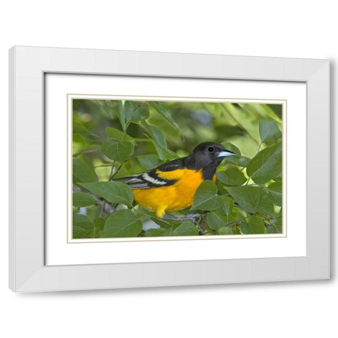 TX, South Padre Isl Portrait of Baltimore oriole White Modern Wood Framed Art Print with Double Matting by Welling, Dave