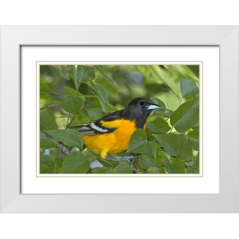 TX, South Padre Isl Portrait of Baltimore oriole White Modern Wood Framed Art Print with Double Matting by Welling, Dave
