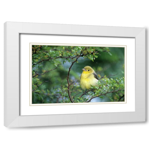 TX, South Padre Island Scarlet tanager on limb White Modern Wood Framed Art Print with Double Matting by Welling, Dave