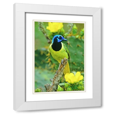 TX, McAllen Green jay among opuntia flowers White Modern Wood Framed Art Print with Double Matting by Welling, Dave
