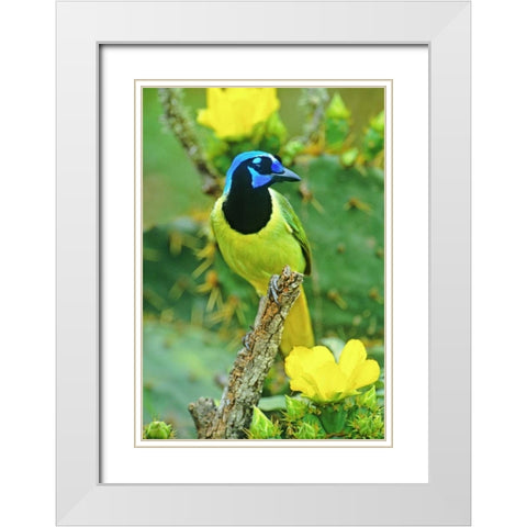 TX, McAllen Green jay among opuntia flowers White Modern Wood Framed Art Print with Double Matting by Welling, Dave