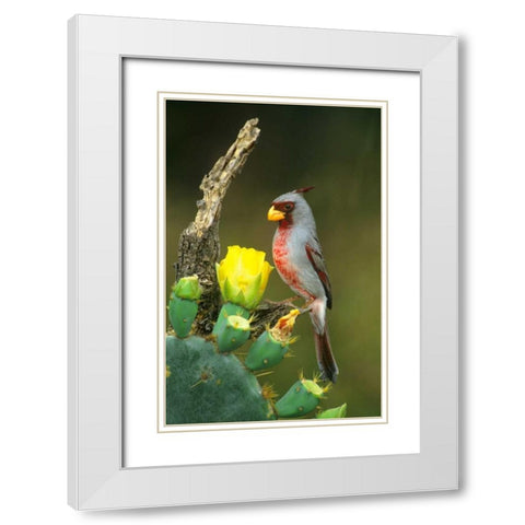 TX, McAllen Pyrrhuloxia on dead branch opuntia White Modern Wood Framed Art Print with Double Matting by Welling, Dave