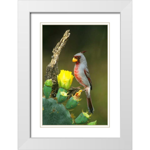 TX, McAllen Pyrrhuloxia on dead branch opuntia White Modern Wood Framed Art Print with Double Matting by Welling, Dave