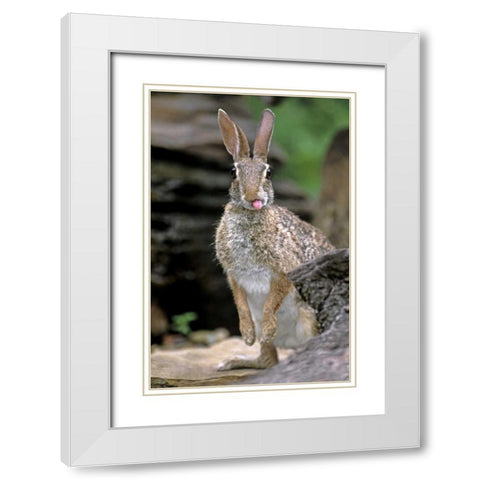 TX, Wild desert cottontail rabbit with tongue out White Modern Wood Framed Art Print with Double Matting by Welling, Dave