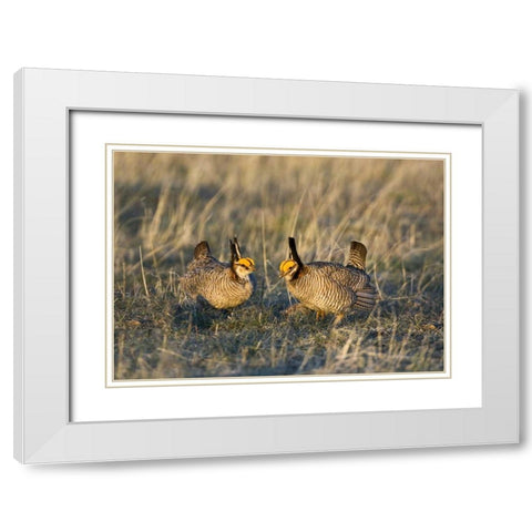 TX, Wild lesser prairie chicken males on lek White Modern Wood Framed Art Print with Double Matting by Welling, Dave