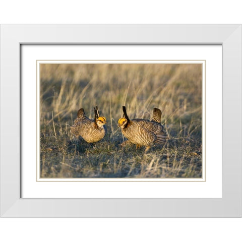 TX, Wild lesser prairie chicken males on lek White Modern Wood Framed Art Print with Double Matting by Welling, Dave