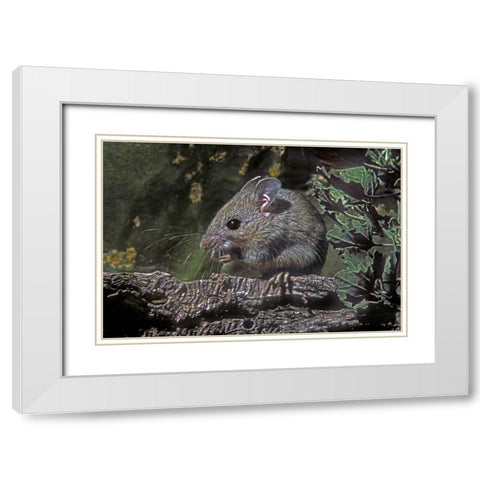 Texas, McAllen Wild deer mouse eating on log White Modern Wood Framed Art Print with Double Matting by Welling, Dave