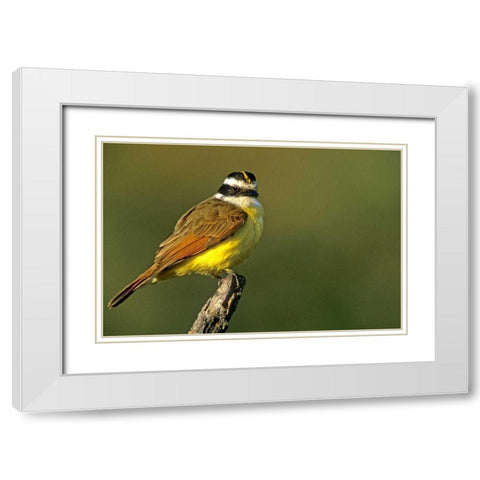 TX, McAllen Greater kiskadee perched on limb White Modern Wood Framed Art Print with Double Matting by Welling, Dave
