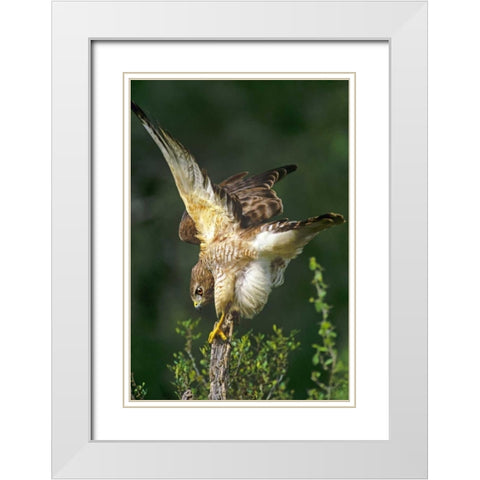 TX, McAllen Wild red-shouldered hawk stretching White Modern Wood Framed Art Print with Double Matting by Welling, Dave