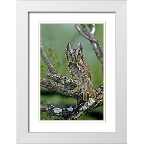 TX, McAllen Eastern screech owl perched White Modern Wood Framed Art Print with Double Matting by Welling, Dave