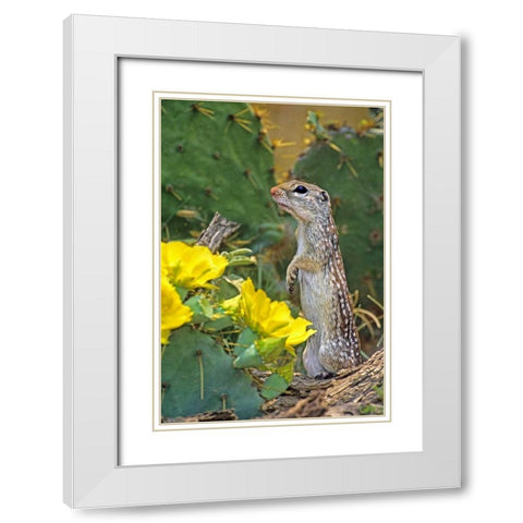 TX, McAllen Mexican ground squirrel by flowers White Modern Wood Framed Art Print with Double Matting by Welling, Dave