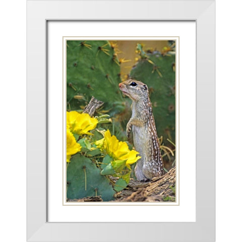TX, McAllen Mexican ground squirrel by flowers White Modern Wood Framed Art Print with Double Matting by Welling, Dave