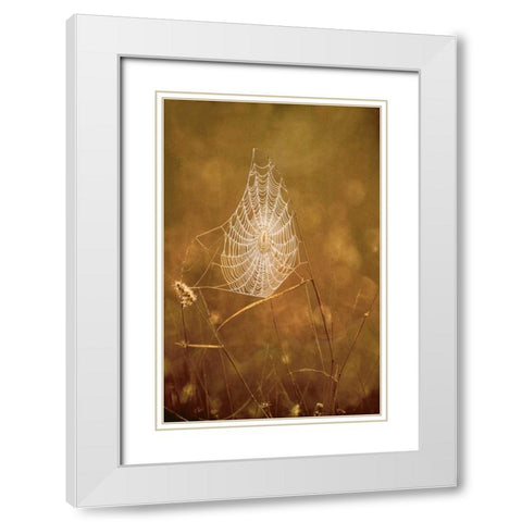 TX, Rio Grande Valley Backlit spider web White Modern Wood Framed Art Print with Double Matting by Welling, Dave