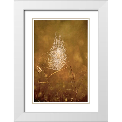 TX, Rio Grande Valley Backlit spider web White Modern Wood Framed Art Print with Double Matting by Welling, Dave