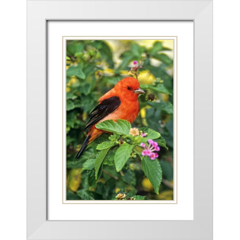 TX, South Padre Isl Scarlet tanager on lantana White Modern Wood Framed Art Print with Double Matting by Welling, Dave