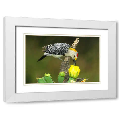TX, McAllen Male gold-fronted woodpecker eats White Modern Wood Framed Art Print with Double Matting by Welling, Dave