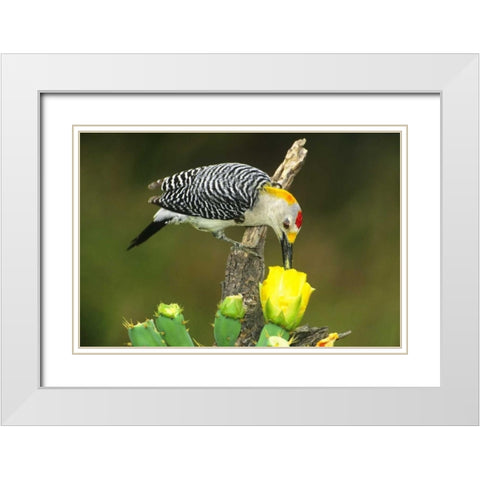 TX, McAllen Male gold-fronted woodpecker eats White Modern Wood Framed Art Print with Double Matting by Welling, Dave