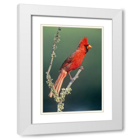 TX, McAllen Cardinal on lichen-covered branch White Modern Wood Framed Art Print with Double Matting by Welling, Dave
