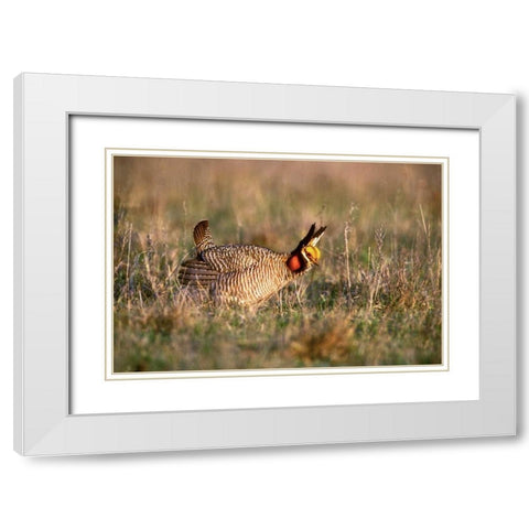 TX, Canadian Lesser prairie chicken male at lek White Modern Wood Framed Art Print with Double Matting by Welling, Dave