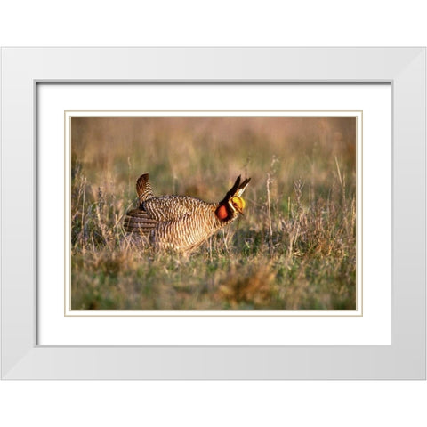 TX, Canadian Lesser prairie chicken male at lek White Modern Wood Framed Art Print with Double Matting by Welling, Dave