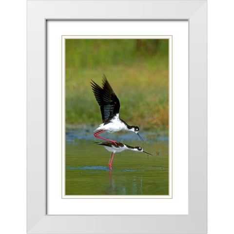 TX, McAllen Wild black-necked stilts mating White Modern Wood Framed Art Print with Double Matting by Welling, Dave