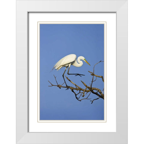 TX, High Island Great egret in breeding plumage White Modern Wood Framed Art Print with Double Matting by Lord, Fred