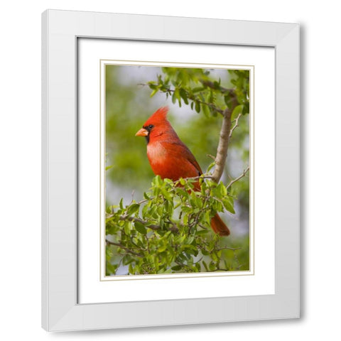 Texas, Mission, Northern cardinal perched in tree White Modern Wood Framed Art Print with Double Matting by Lord, Fred