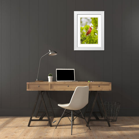 TX, Mission Northern cardinal perched in tree White Modern Wood Framed Art Print with Double Matting by Lord, Fred