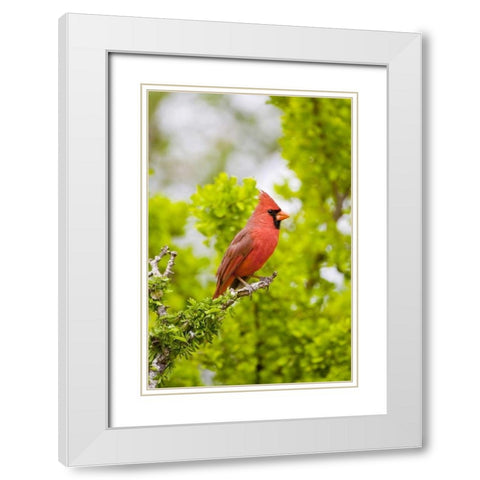 TX, Mission Northern cardinal perched in tree White Modern Wood Framed Art Print with Double Matting by Lord, Fred