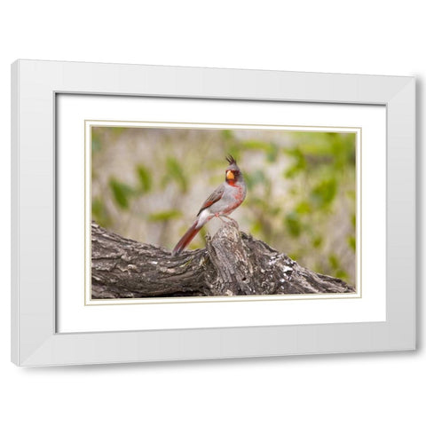 TX, Mission, Male pyrrhuloxia bird on log White Modern Wood Framed Art Print with Double Matting by Lord, Fred