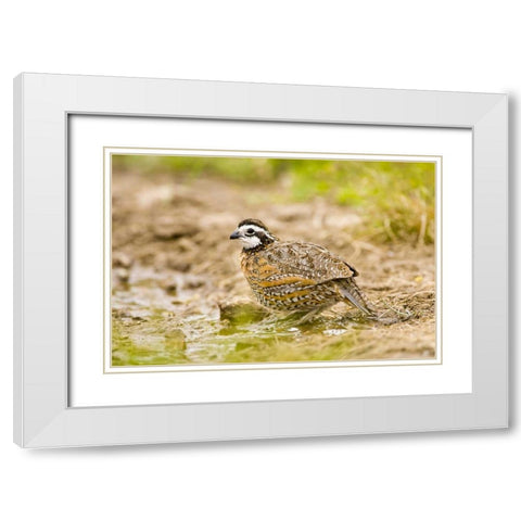 TX, Mission, Male northern bobwhite White Modern Wood Framed Art Print with Double Matting by Lord, Fred