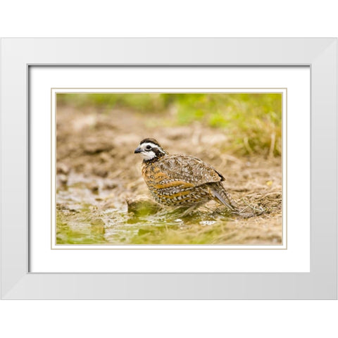 TX, Mission, Male northern bobwhite White Modern Wood Framed Art Print with Double Matting by Lord, Fred