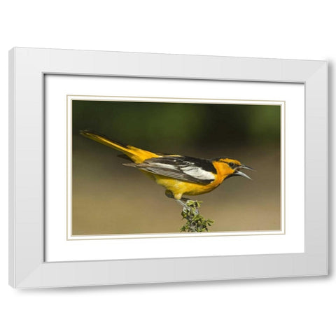 TX Bullocks oriole male in breeding plumage White Modern Wood Framed Art Print with Double Matting by Welling, Dave