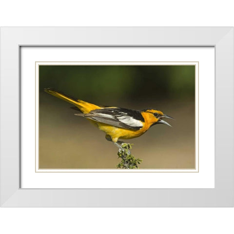 TX Bullocks oriole male in breeding plumage White Modern Wood Framed Art Print with Double Matting by Welling, Dave